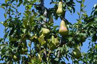 pear-orchard-fruit-tree-farm-fall-453828.jpg