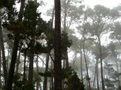 pebble-beach-fog-california-nature-1019278.jpg