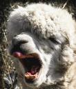 alpaca-head-animal-animal-portrait-985843.jpg