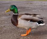 duck-drake-bird-plumage-trustful-293474.jpg