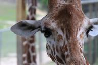 giraffe-head-face-animal-zoo-412438.jpg