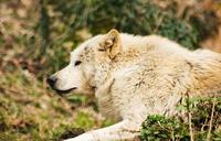 wolf-white-wolf-predator-1365228.jpg