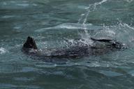 seal-paddling-backstroke-424302.jpg