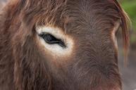 donkey-donkey-head-eye-animal-894669.jpg