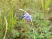 butterfly-flower-nature-purple-640541.jpg