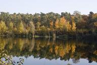 pond-mirroring-emerge-leaves-maple-96162.jpg