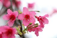 cherry-blossoms-658943.jpg