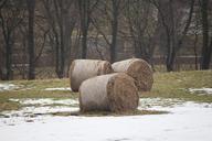 straw-straw-bales-round-bales-643715.jpg