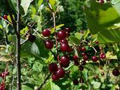 cherries-cherry-tree-fruits-food-219877.jpg