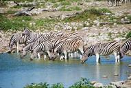 zebras-potions-africa-etosha-water-55248.jpg