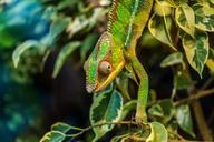 chameleon-p%C3%A1rduckam%C3%A9leon-384964.jpg