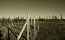 fence-wood-grass-summer-sepia-526605.jpg