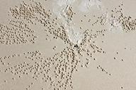 sand-worms-sand-worm-worm-662374.jpg