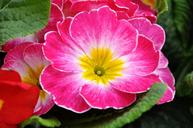 primrose-spring-flowers-pink-1228938.jpg