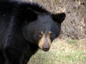 black-bear-animal-wildlife-wild-51477.jpg