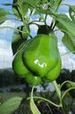 pepper-green-garden-food-vegetable-741019.jpg