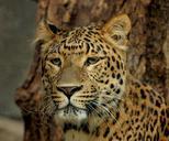 leopard-predator-feline-big-cat-534064.jpg