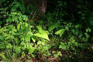 weeds-plants-forest-floor-moss-374287.jpg