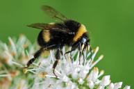 bee-bumblebee-flower-macro-garden-535247.jpg