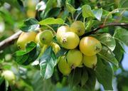 apples-fruit-fresh-green-organic-413240.jpg