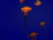 jellyfish-jellies-blue-deep-blue-97017.jpg