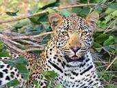 leopard-leopard-head-wildlife-1036455.jpg