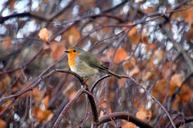 robin-animals-nature-bird-50340.jpg