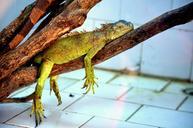 animals-lizard-scaly-pet-reptile-216133.jpg