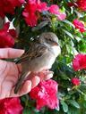 sparrow-bird-brown-feather-flowers-360836.jpg