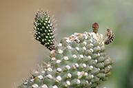 arboretum-cactus-flowers-1675038.jpg