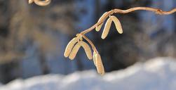 corkscrew-hazel-road-tree-nature-635456.jpg