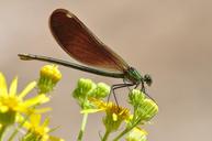 damselfly-macro-insect-wildlife-1103649.jpg