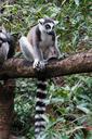 lemur-animal-cute-moe-madagascar-534206.jpg