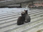 Kittens on a roof.jpg