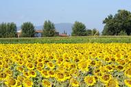 sunflowers-field-sky-summer-1615060.jpg