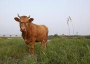 cow-animal-cattle-in-korea-617327.jpg