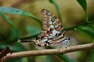 butterfly-insect-colorful-animal-614323.jpg