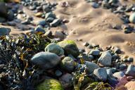 pebbles-seaweed-beach-sand-holiday-1022398.jpg