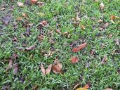 grassland-dead-leaves-be-quiet-657254.jpg