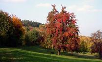 tree-orchard-scattered-fruit-trees-482612.jpg