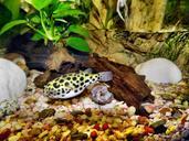 aquarium-puffer-fish-toxic-fish-74663.jpg