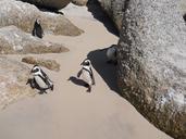 boulders-penguins-sand-rock-1171990.jpg