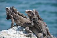 iguana-stone-sea-grey-coast-water-482185.jpg