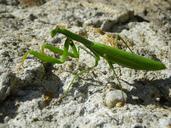 praying-mantis-mantodea-close-1286922.jpg