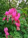 bleeding-hearts-flowers-spring-pink-1391322.jpg