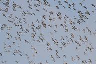 flock-of-birds-geese-migratory-birds-519146.jpg