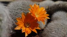 cactus-flower-flowering-cactus-1546068.jpg