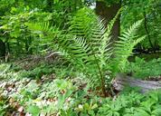 nature-forest-forest-plants-193251.jpg