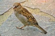 sparrow-bird-animal-plumage-826926.jpg