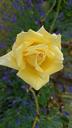 yellow-rose-garden-close-summer-815908.jpg